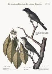 Der kleine braune Fliegenschnäpper. Der rotäugige Fliegenschnäpper, 1749-73